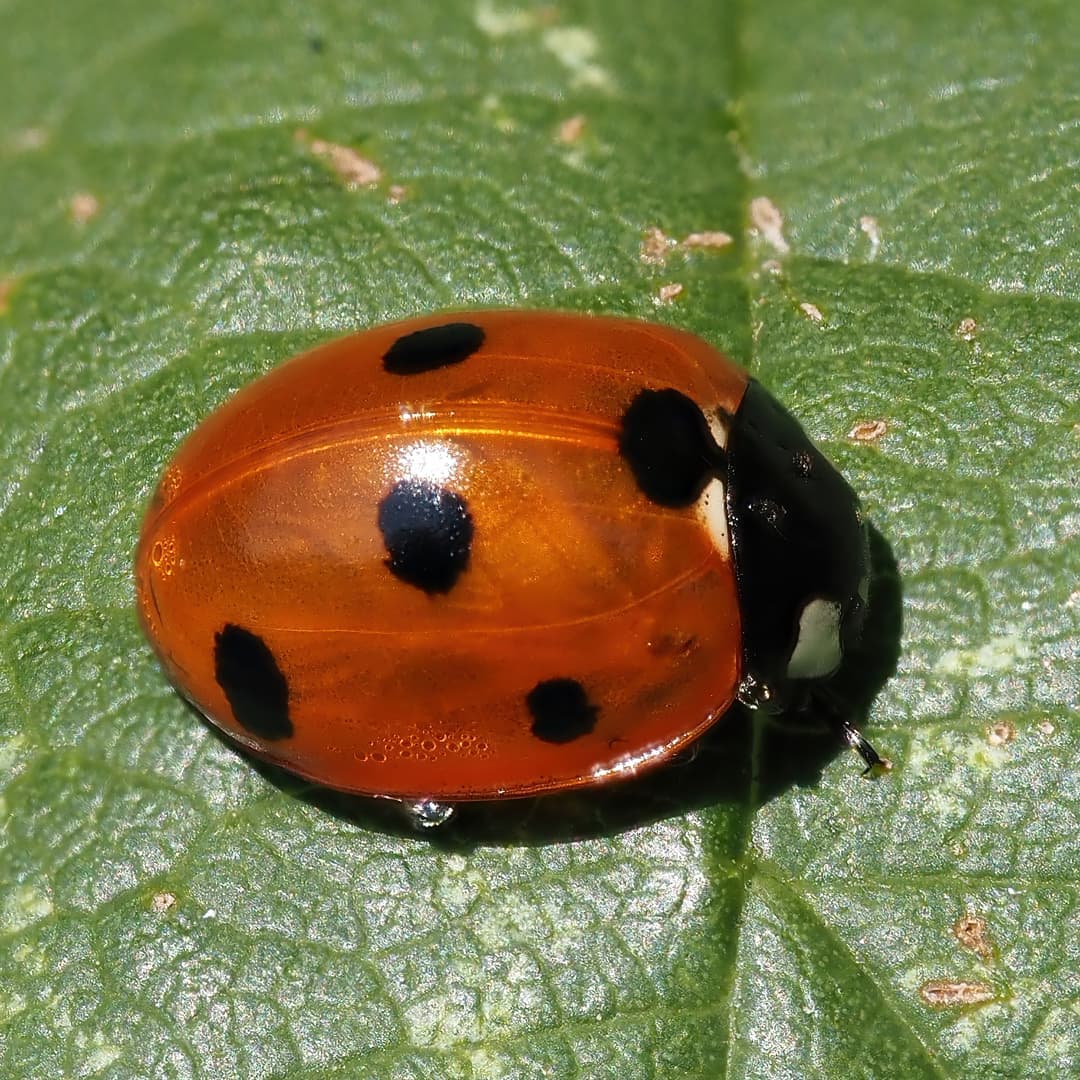 Seven Spot Ladybird Coccinella Septempunctata Vivid Orange Red Seven Black Spots Shiny Green Leaf