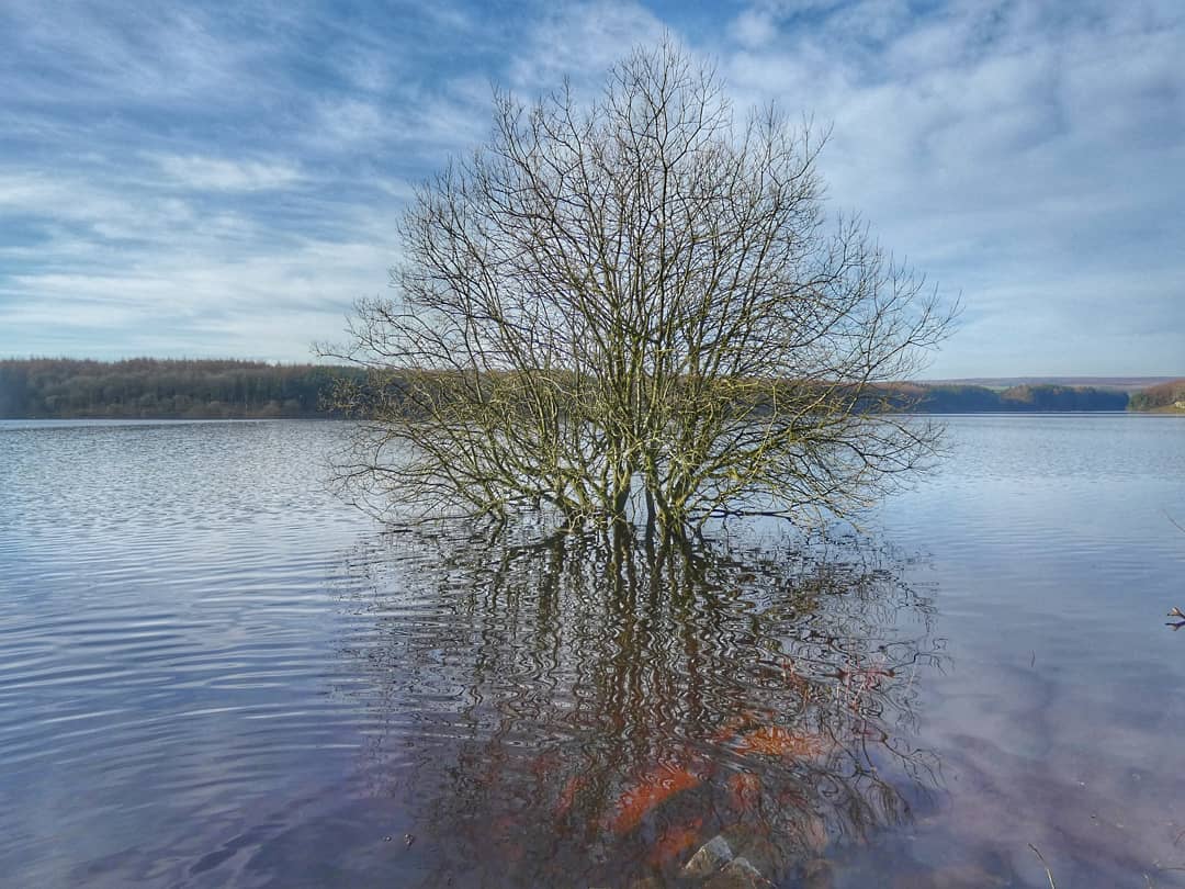 Bare Tree Standing In Flooded Lake Blue Sky Clouds Reflection
