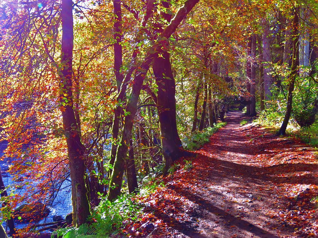Forest Riverside Path Vivid Autumn Colours