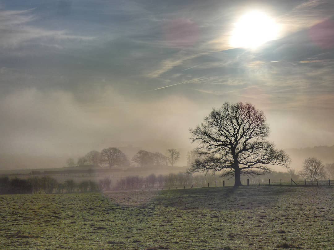 Lone Oak Tree Misty Winter Field Pale Sun
