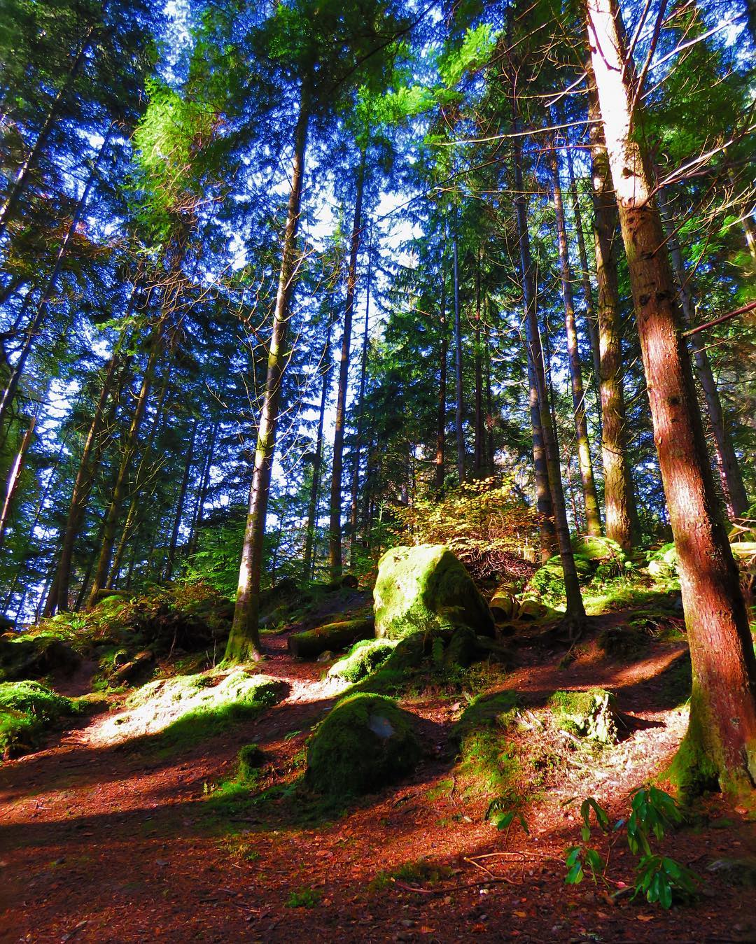 Pine Forest Moss Covered Rocks Vivid Light