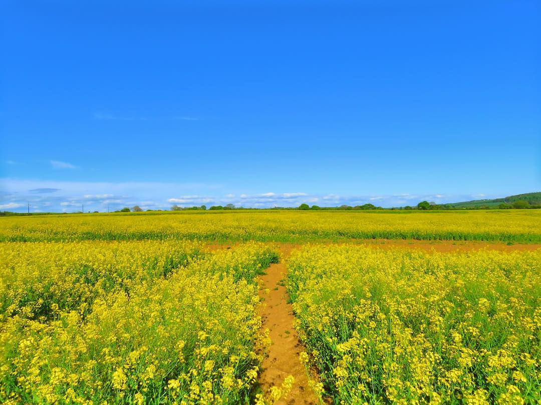 Rapeseed Field Yellow Bloom Track Blue Sky