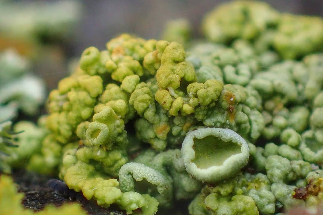 Cladonia Cup Lichen Green Yellow Crustose Apothecia Macro Dark Substrate