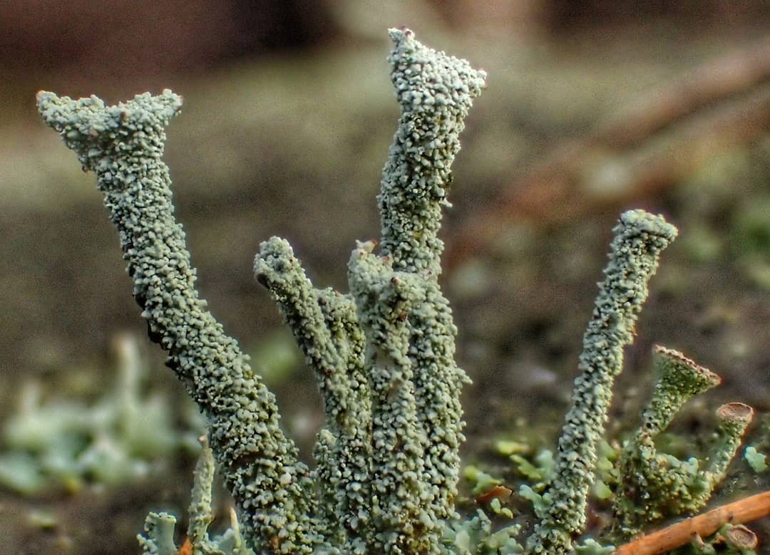 Cladonia Cup Lichen Grey Green Trumpet Podetia Textured Macro