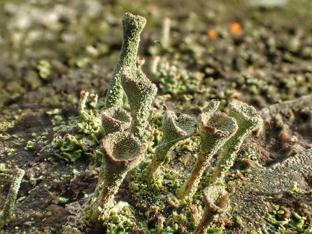 Cladonia Lichen Multiple Pixie Cups Podetia Green Grey Brown Edged Bark
