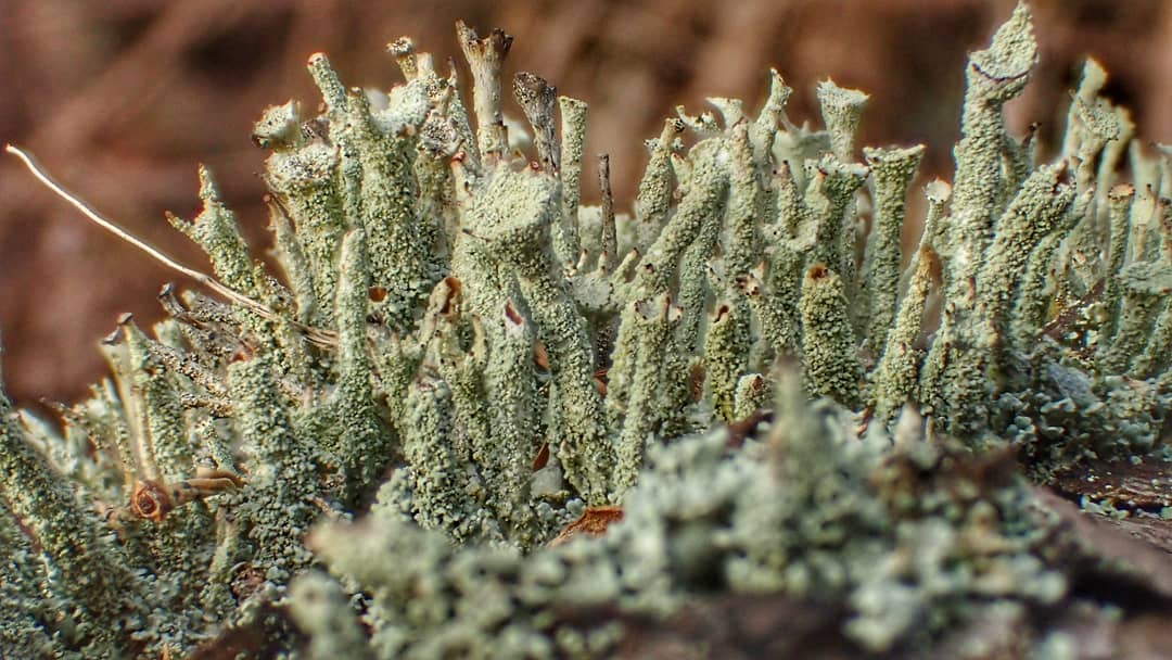 Cladonia Lichen Pale Grey Green Branching Finger Like Fruticose Macro