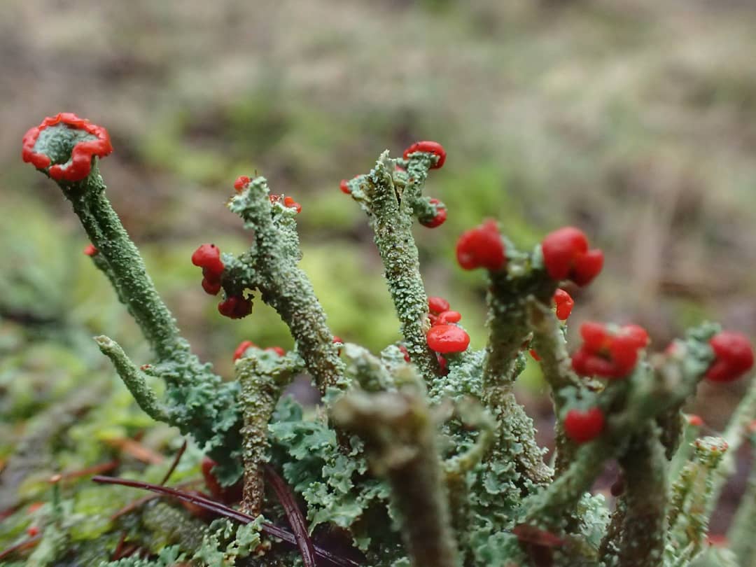 Cladonia Lichen Red Apothecia Fruiting Bodies Grey Green Podetia Macro
