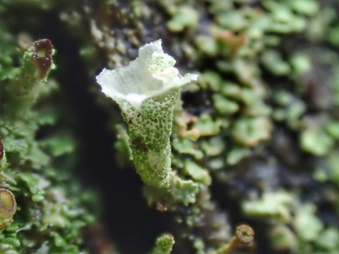 Cladonia Lichen Single Trumpet Cup Podetium Green Granular Stalk Squamulose Bark