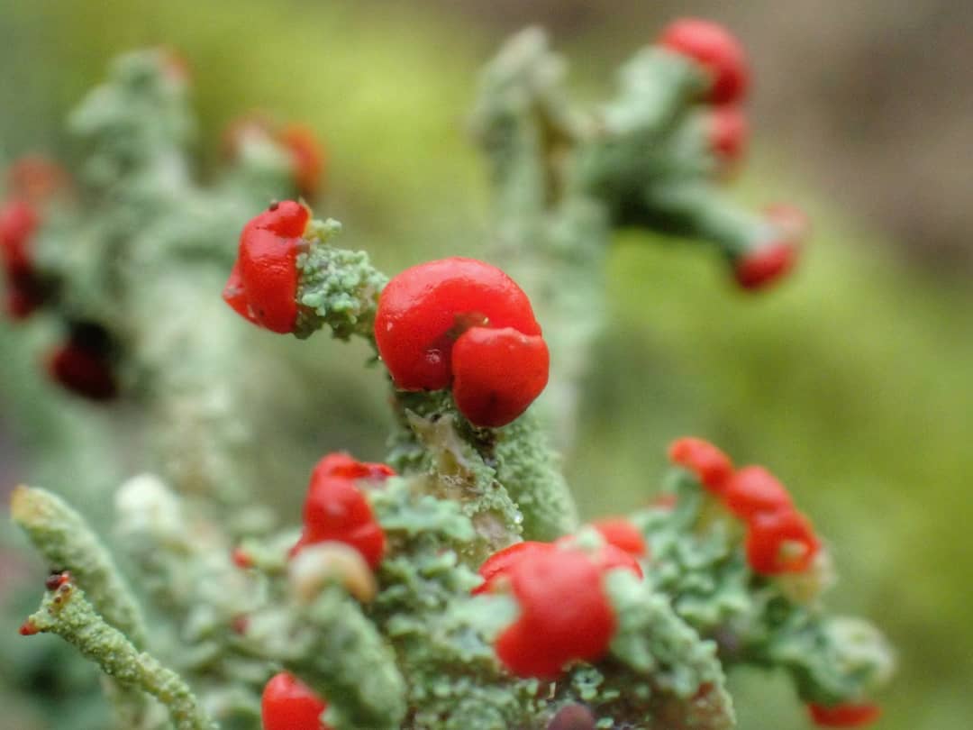 Cladonia Lichen Vivid Red Apothecia Fruiting Bodies Pale Grey Green Podetia Stalks Close Up