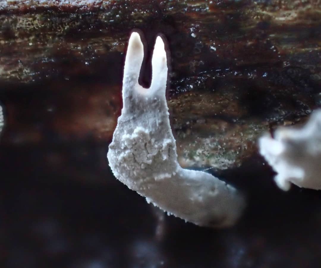 Cladonia Lichen White Chalky Branching Podetia Bifurcated Tips Wet Dark Bark Macro