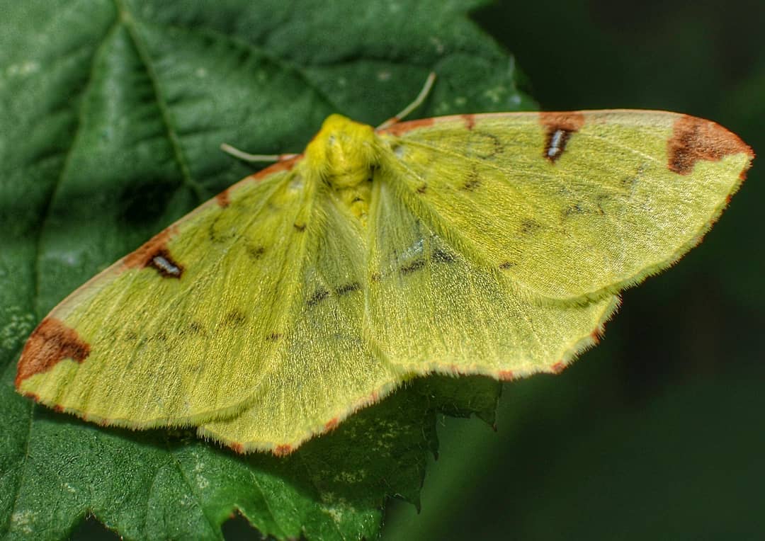 Brimstone Moth Wings Open Green Leaf