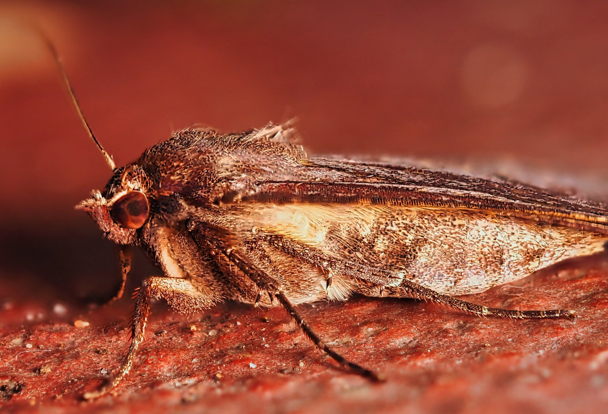 Brown Noctuid Moth Side View Red Eye Red Brick