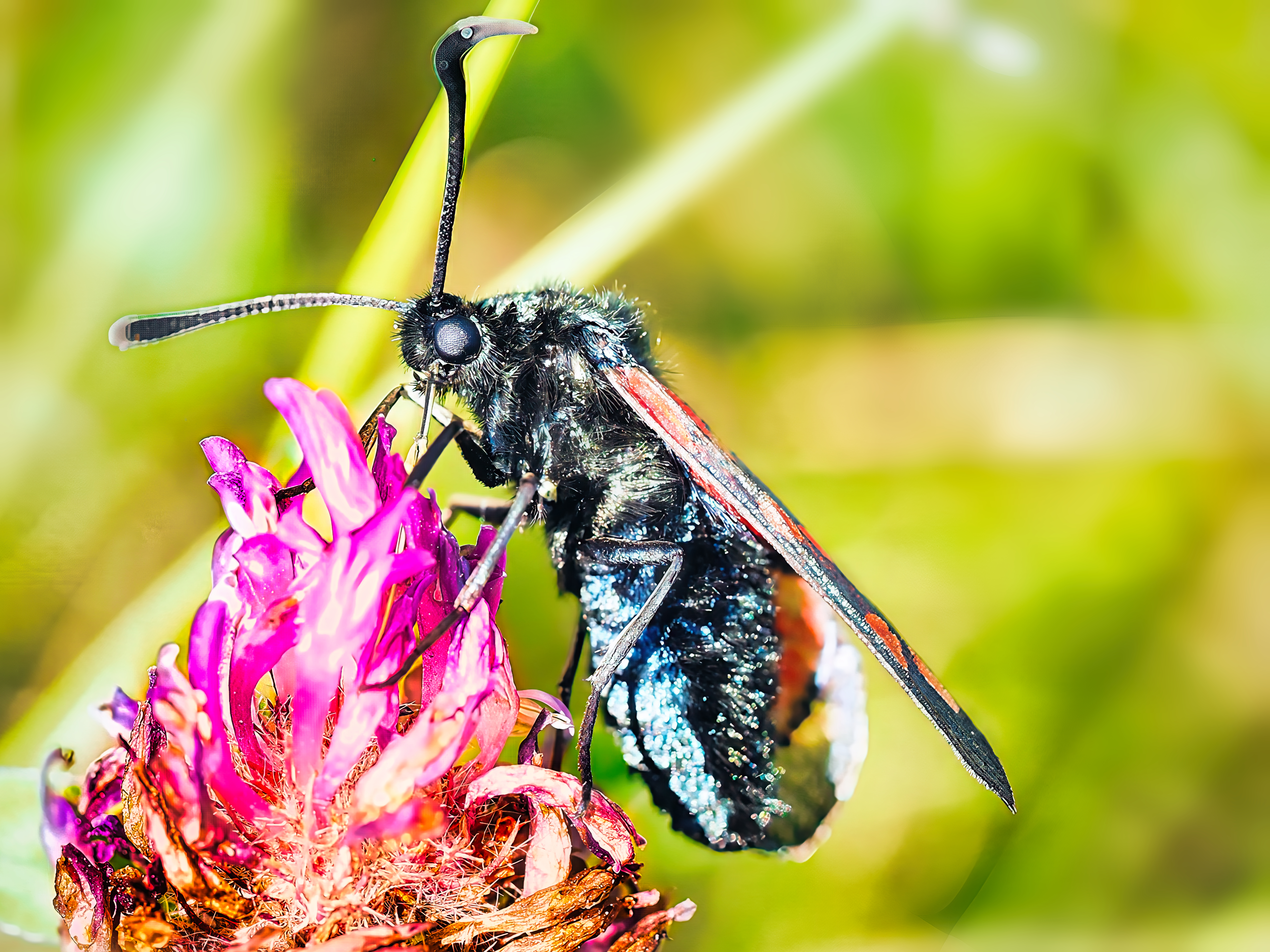 Burnet Moth Black Iridescent Wings Feeding Pink Clover Flower