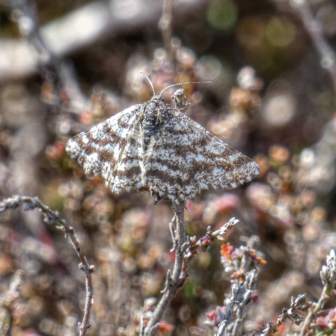 Common Heath Moth Ematurga Atomaria White Grey Brown Cross Banded Wings Heather Dry Stem