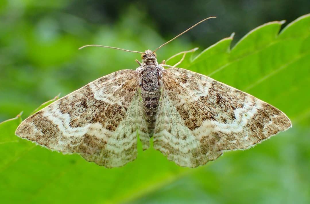 Geometrid Moth Brown White Wavy Bands Wings Spread Green Leaf