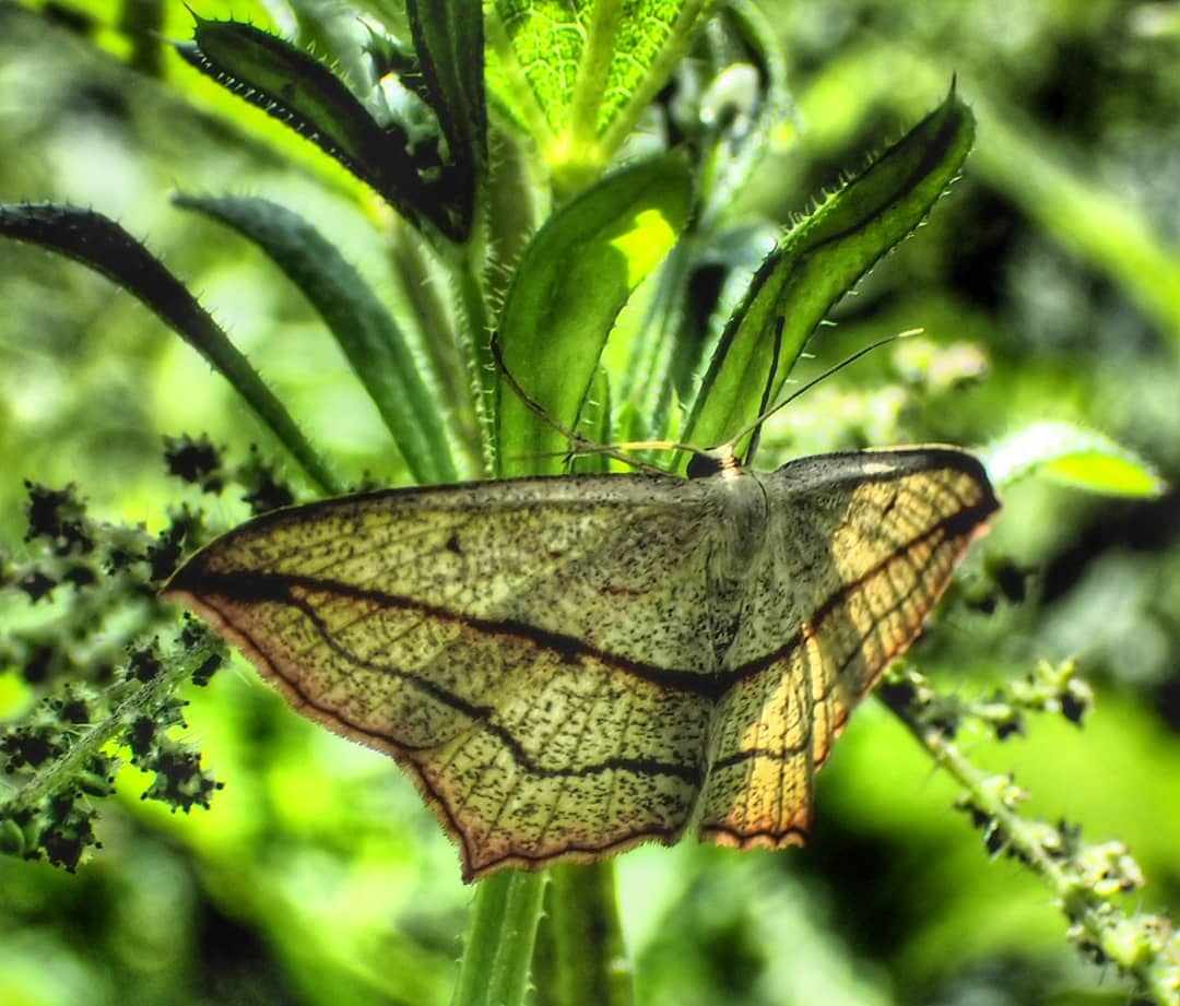 Geometrid Moth Yellow Cream Dark Banded Wings Spread Nettle