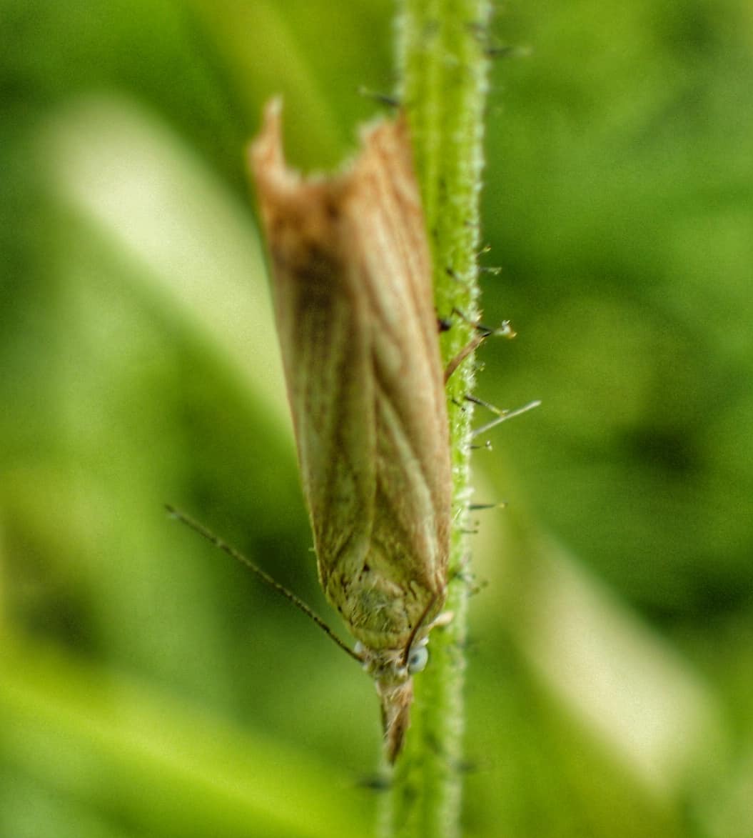 Grass Moth Crambus Pale Straw Tan Folded Wings Resting Upright Green Hairy Plant Stem