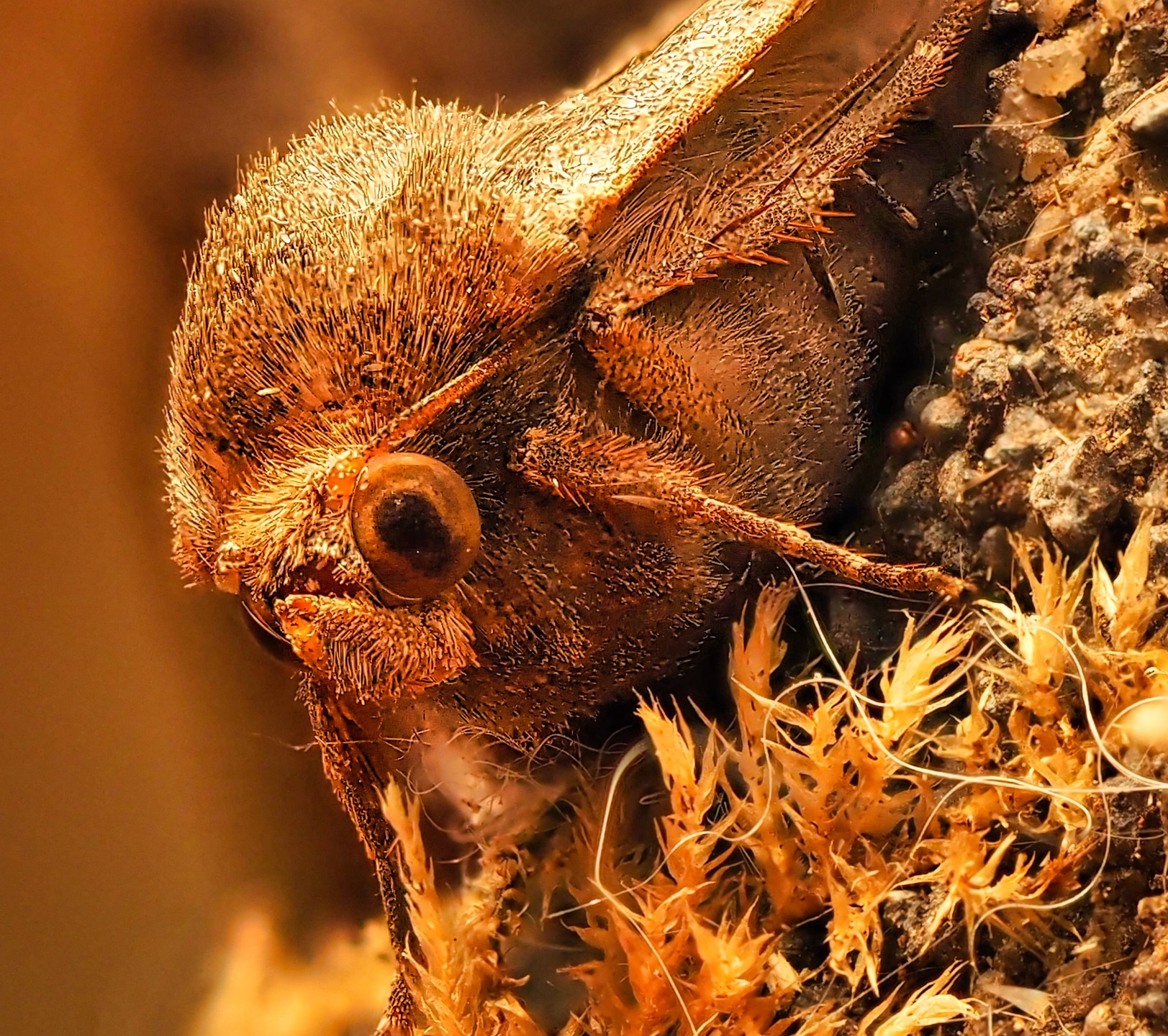 Large Moth Reddish Brown Hairy Thorax Red Eye Dried Moss