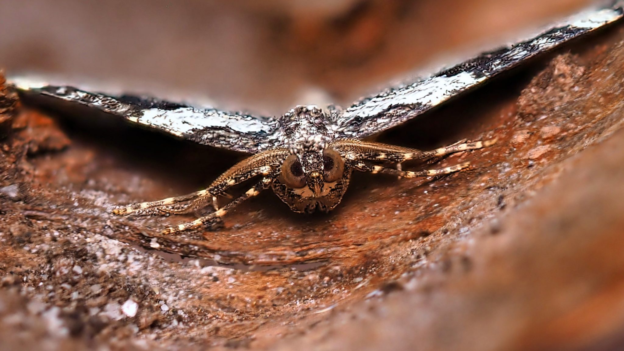 Moth Camouflaged Bark Low Angle Spread Wings Front View