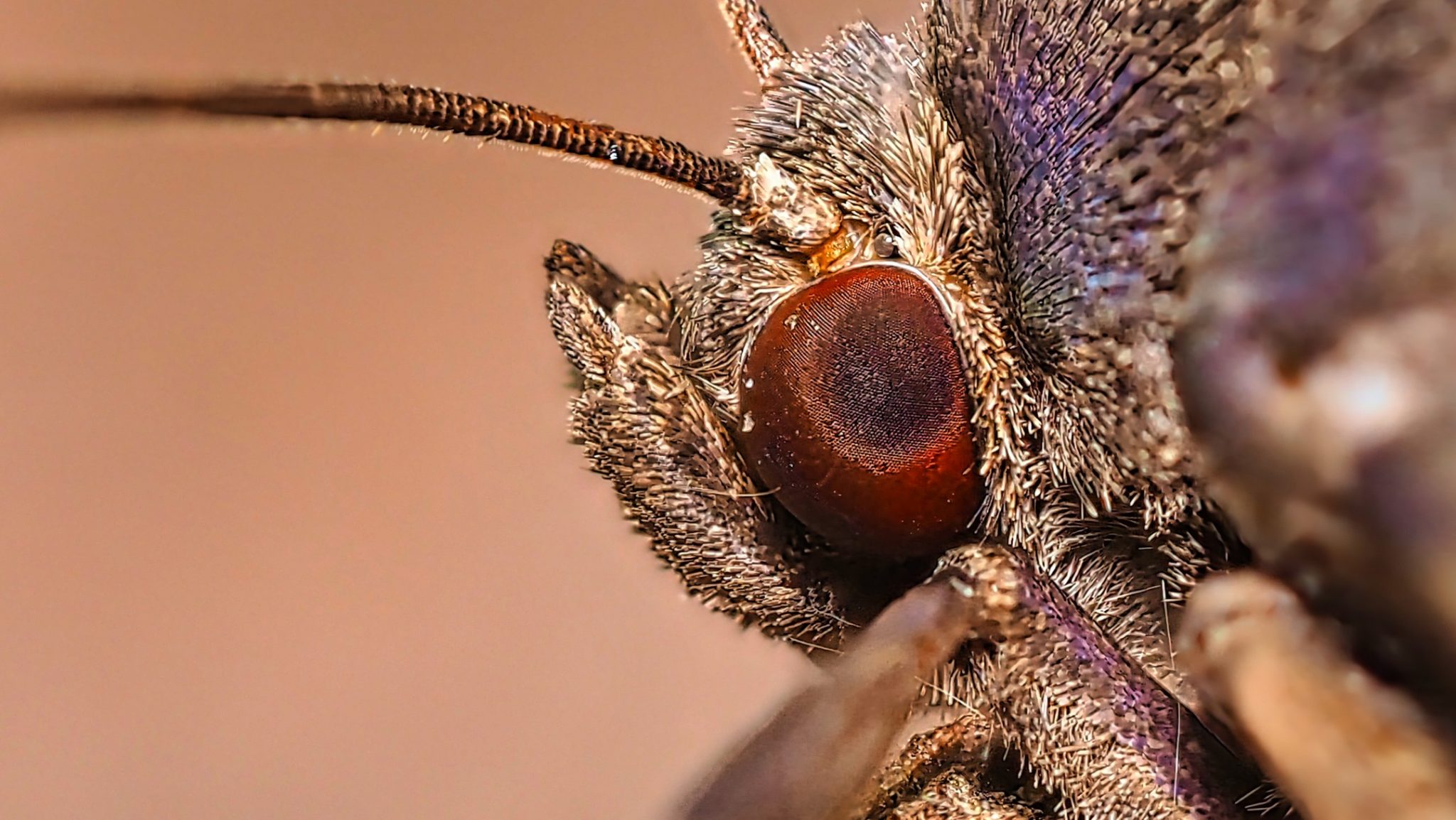Moth Compound Eye Extreme Closeup Filiform Antennae Pink Bg