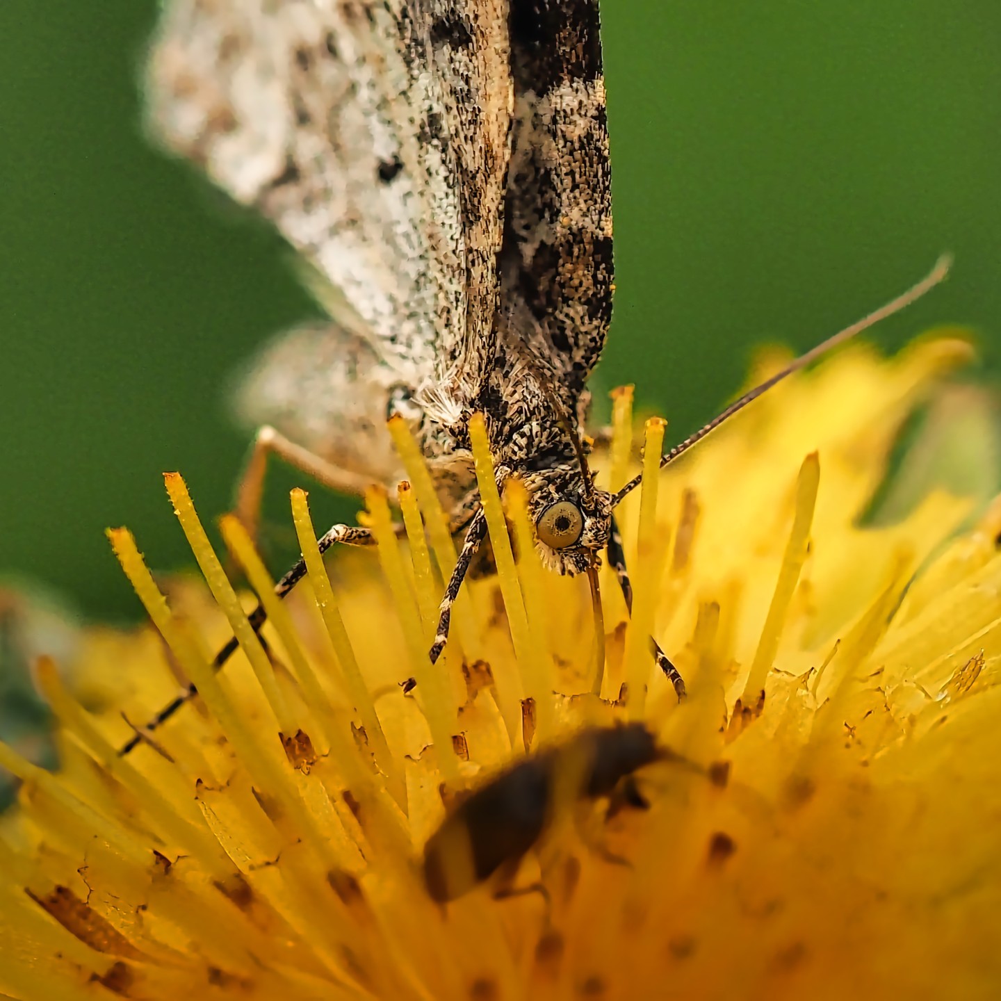 Moth Face Feeding Yellow Dandelion Stamens Grey Eye Closeup