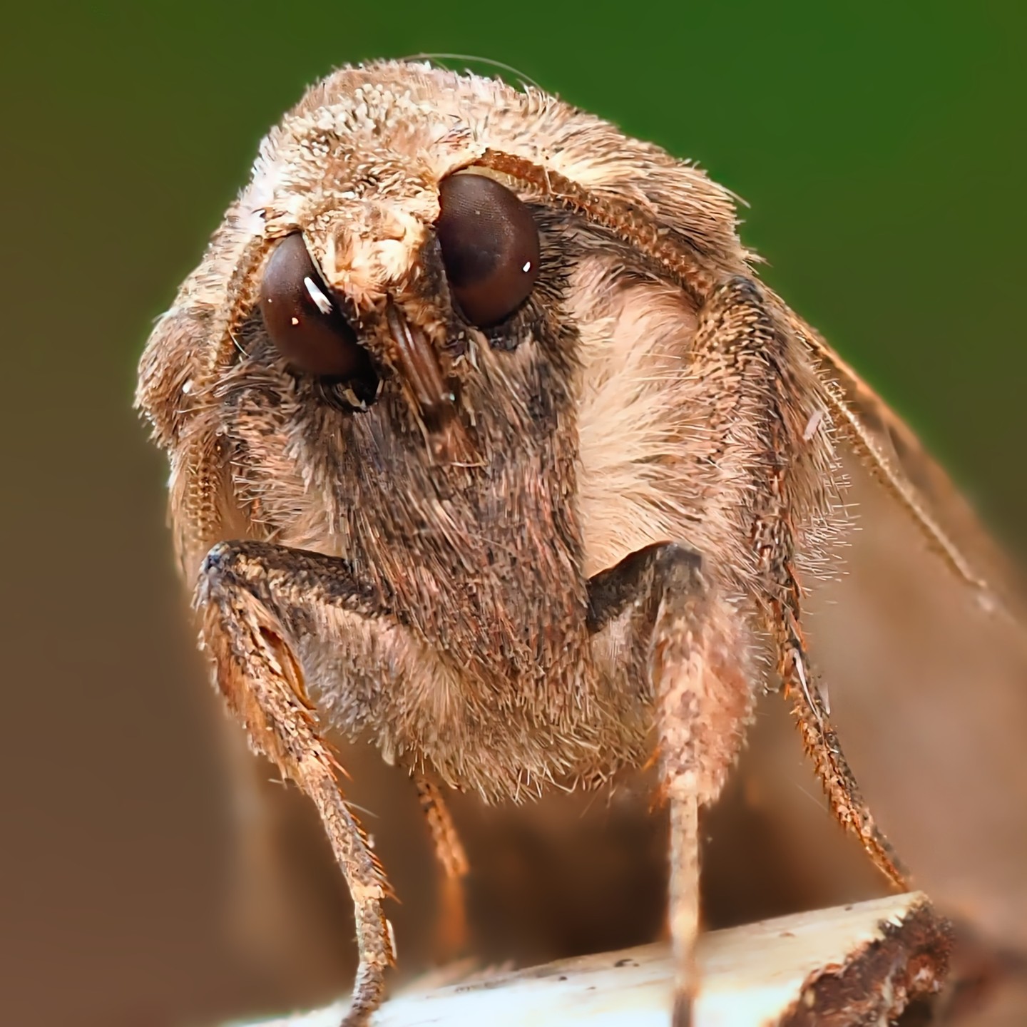 Moth Frontal Face Macro Large Dark Round Eyes Hairy Brown Pale Surface Green Bokeh