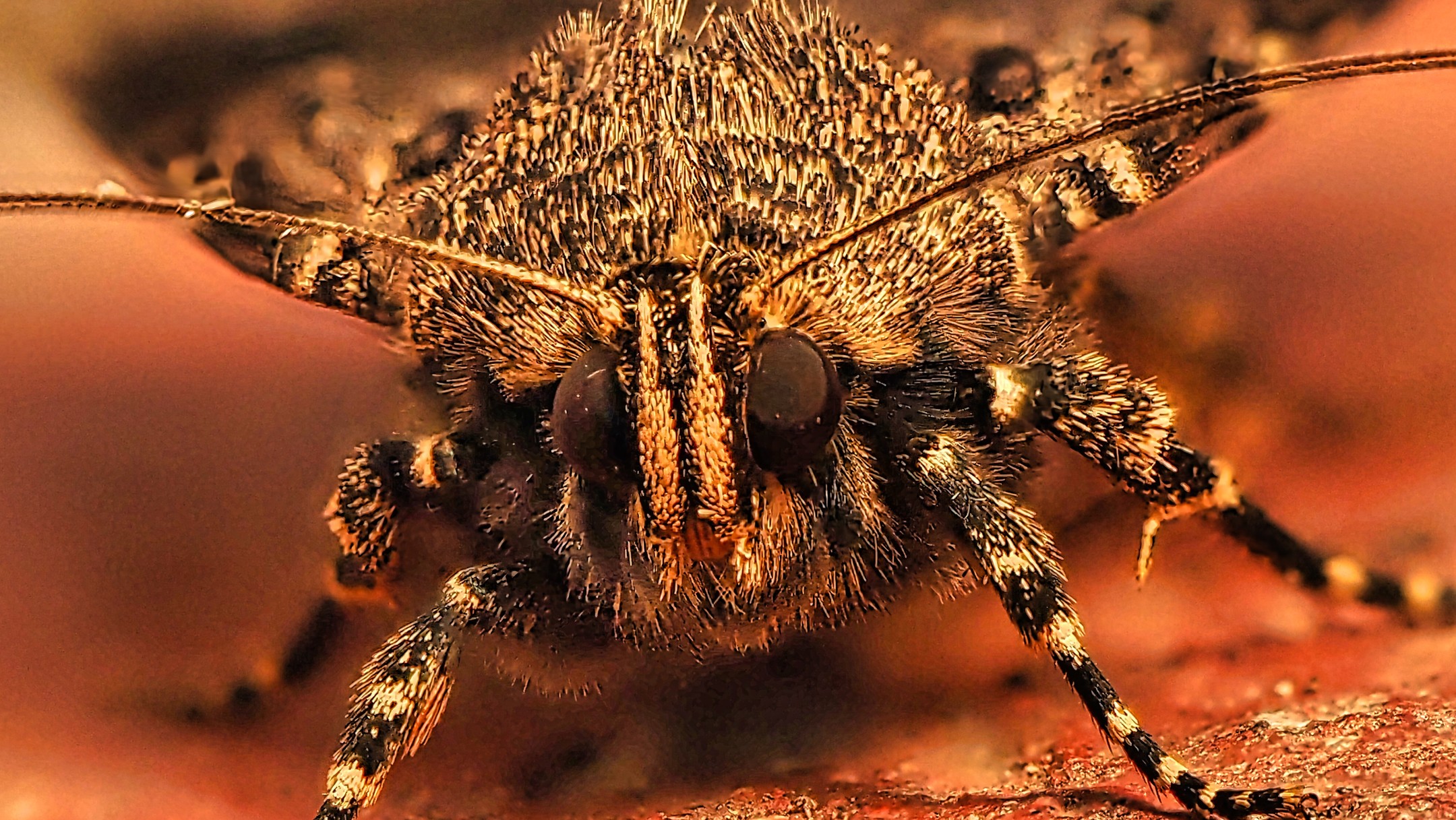 Moth Head Front Facing Pectinate Antennae Red Background