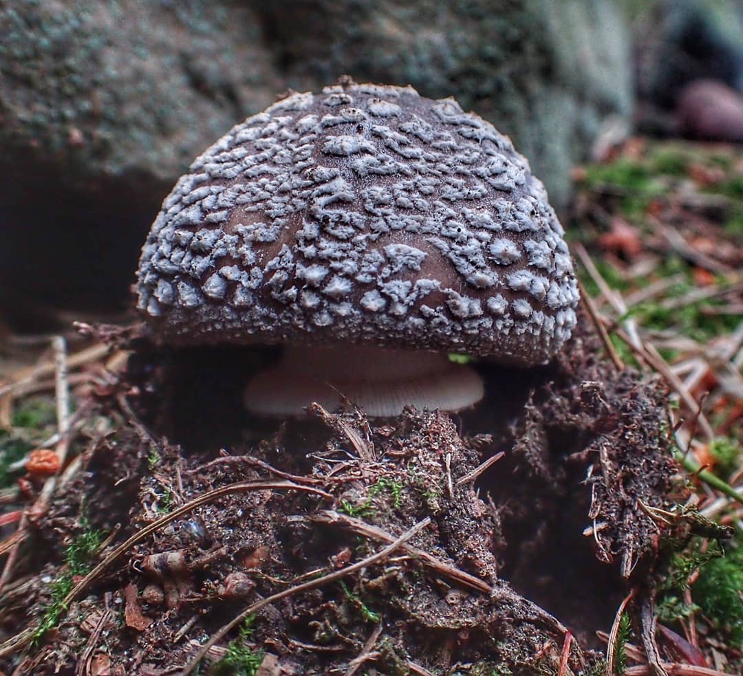 Amanita Dark Brown Grey Warty Cap Emerging Ground Pine Needle Litter