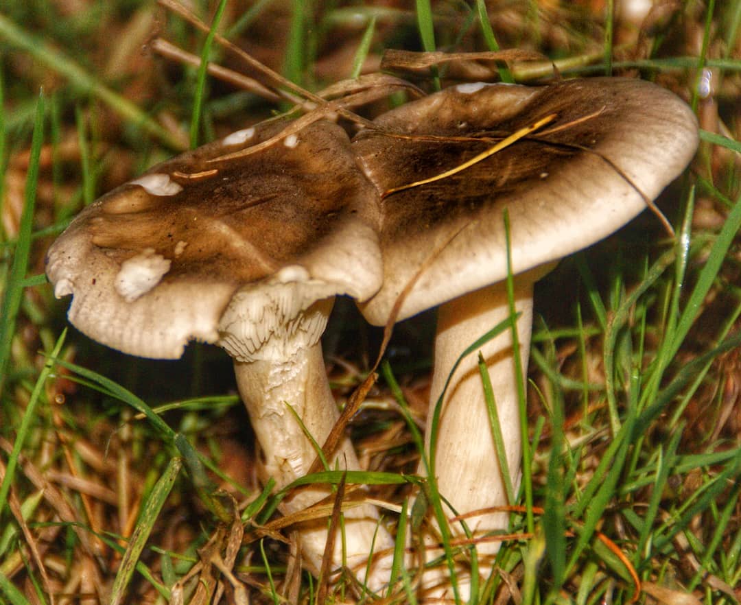 Amanita Mushrooms Pair Brown Cap White Spots White Stems Growing Grass