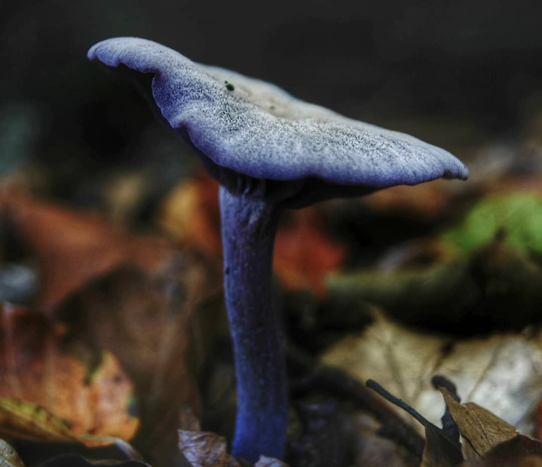 Amethyst Deceiver Laccaria Amethystina Purple Single Mushroom Autumn Leaves