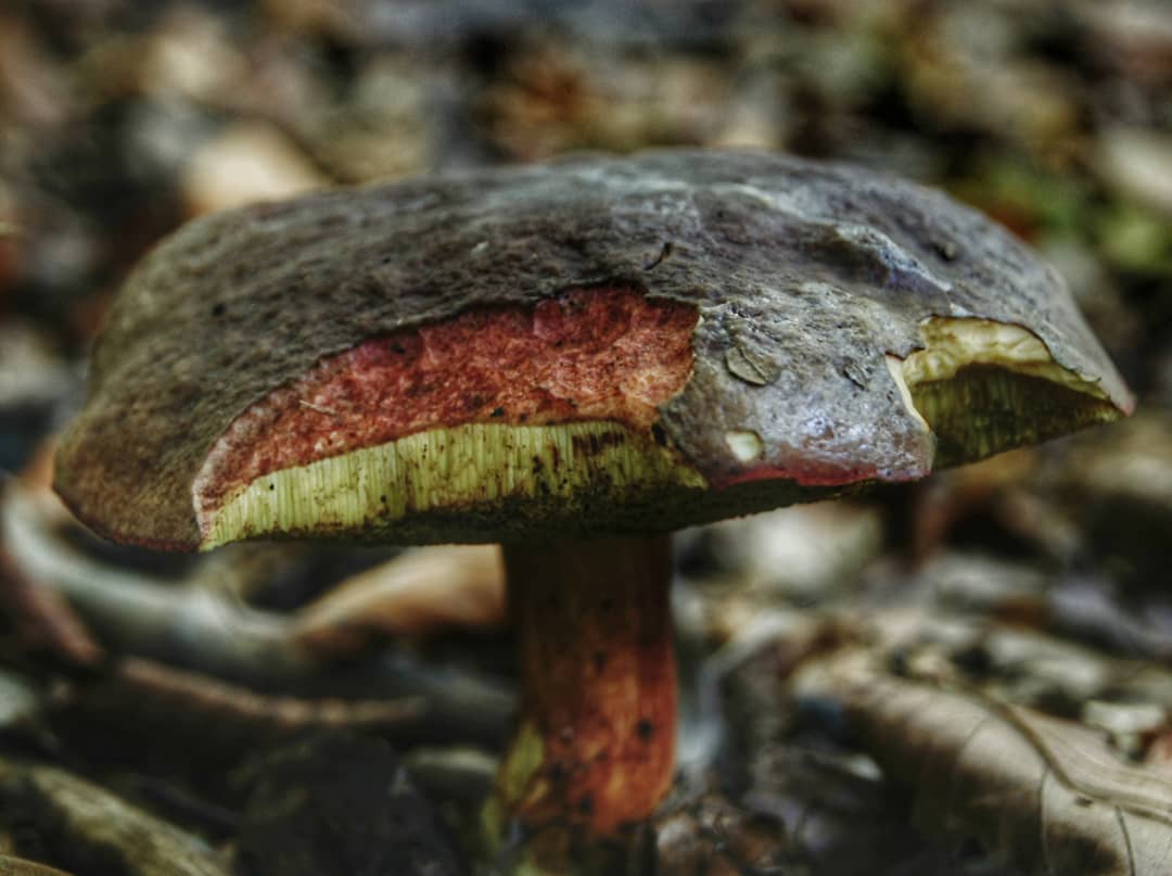Bolete Mushroom Dark Grey Cap Red Flesh Green Pores Red Stem Forest Floor