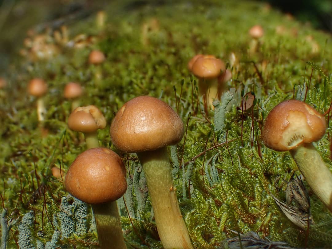 Brown Bonnet Mushrooms Mycena Cluster Vivid Green Moss