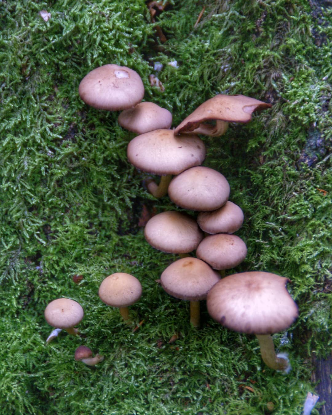 Cluster Small Brown Mushrooms Growing Green Moss Covered Log