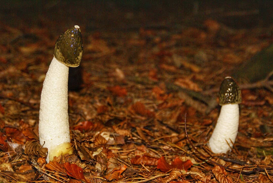 Common Stinkhorn Fungi Pair White Spongy Stem Dark Olive Cap Autumn Leaf Litter