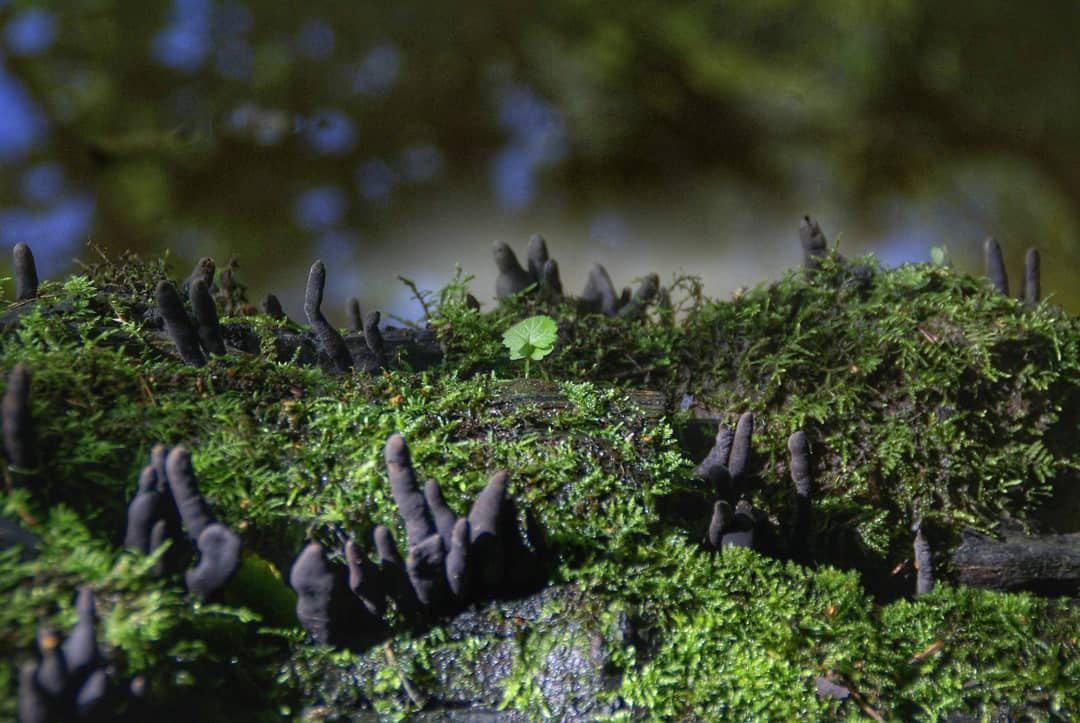 Dead Mans Fingers Xylaria Polymorpha Black Fingers Moss Covered Log