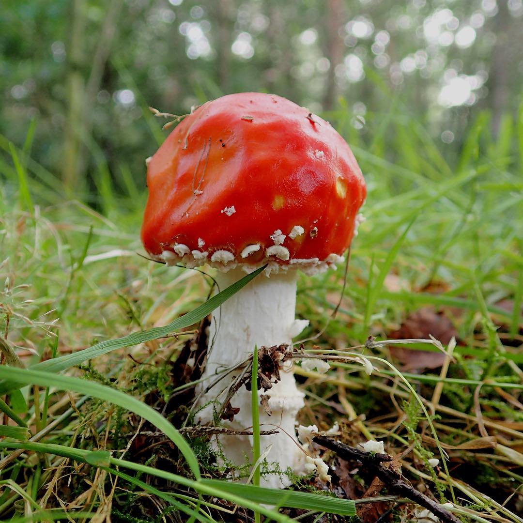 Fly Agaric Amanita Muscaria Classic Red White Warts Grass Forest