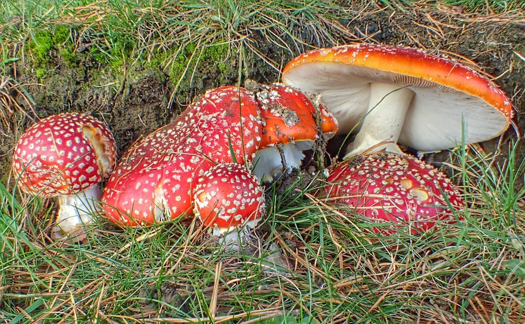 Fly Agaric Amanita Muscaria Group Cluster Various Stages Grass