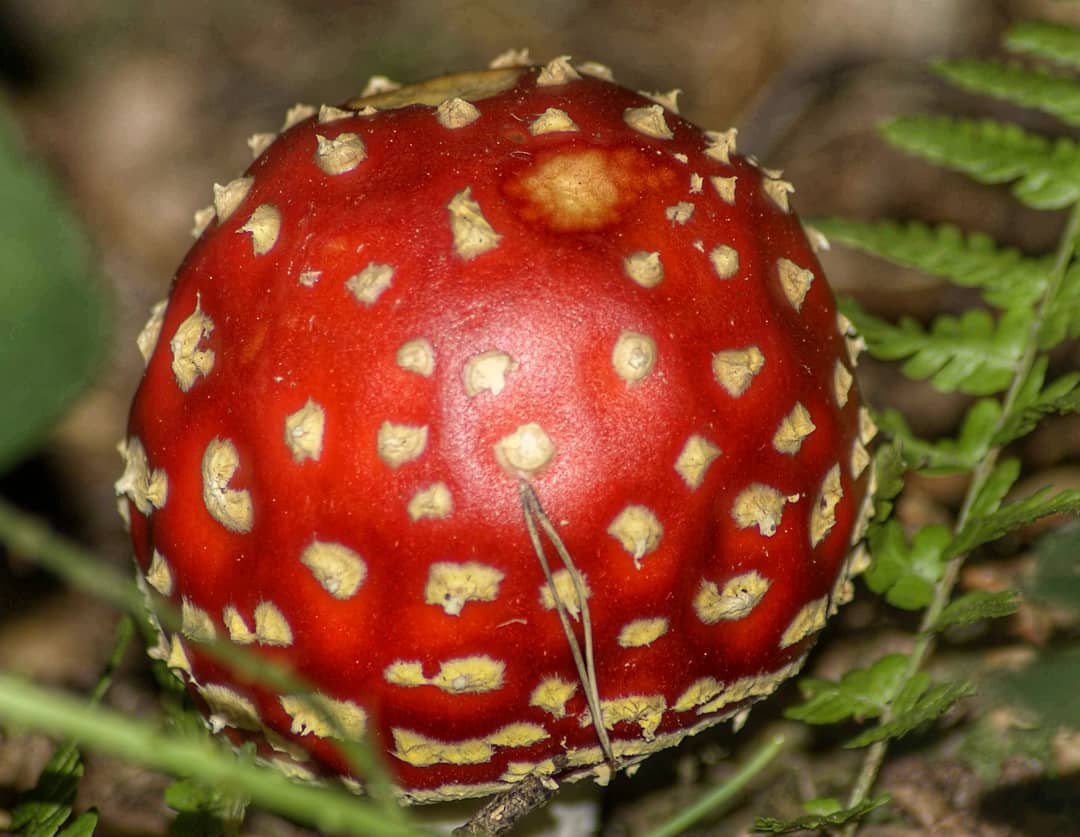Fly Agaric Amanita Muscaria Red Cap Cream Warts Closeup Top View Fern