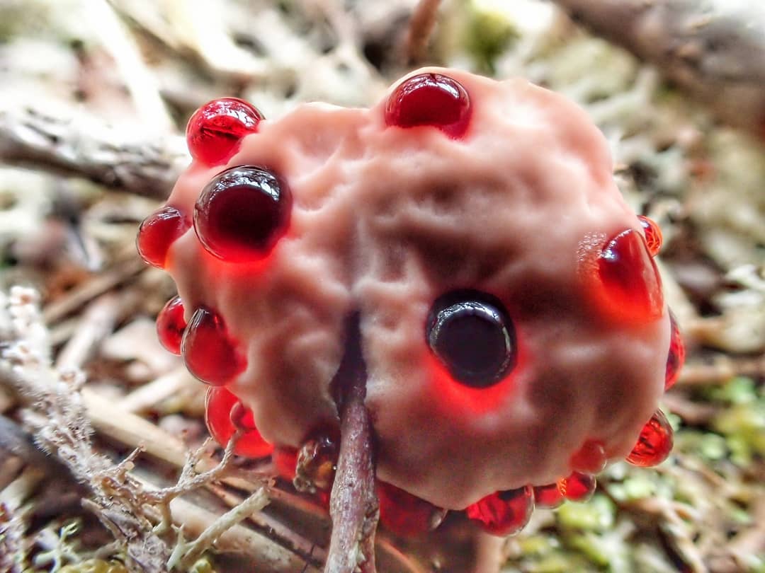 Juice Tooth Mushroom Hydnellum Peckii Red Guttation Droplets White Cap