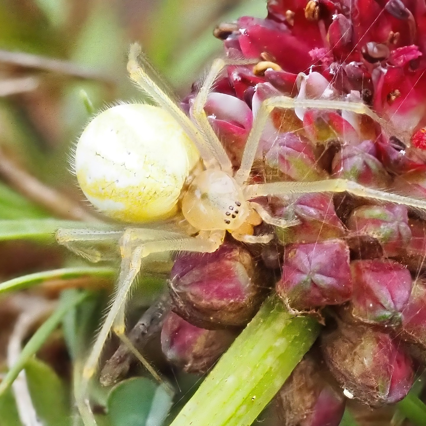 Crab Spider Misumena White Cream Abdomen Red Purple Knapweed Flower Bud