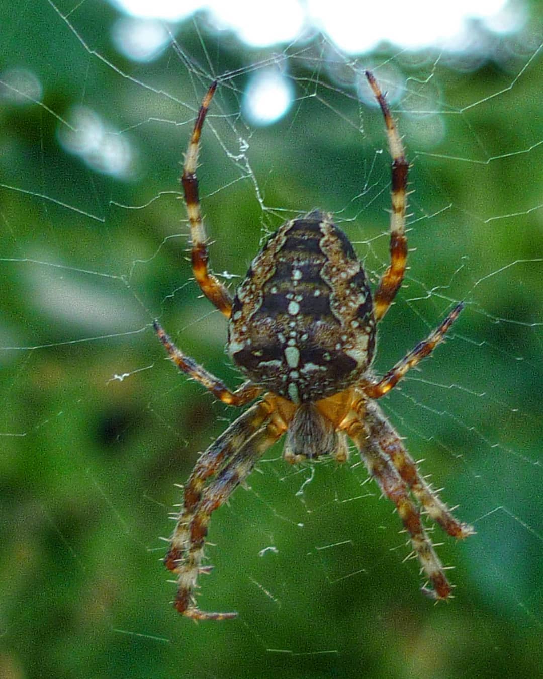 Garden Spider Araneus Diadematus Web Dorsal View Cross Marked Abdomen Orange Brown Legs Green Bokeh