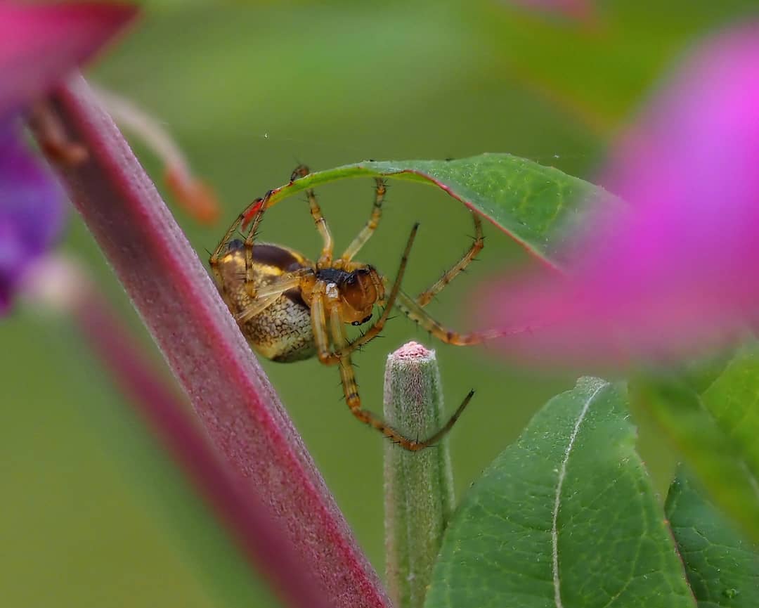 Garden Spider Araneus Yellow Black Abdomen Sheltering Under Leaf Pink Flowers