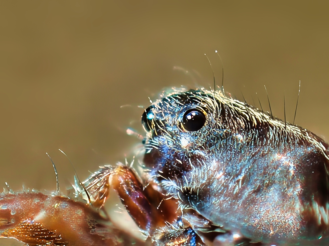 Jumping Spider Salticidae Macro Face Iridescent Two Large Forward Eyes White Hairs