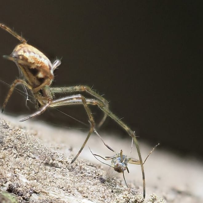 Long Jawed Spider Tetragnatha Pale White With Smaller Prey Spider Sandy Surface