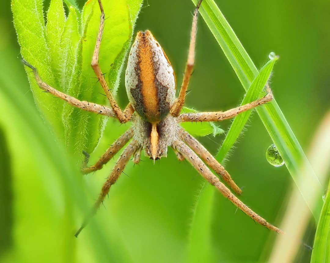 Nursery Web Spider Orange Brown Striped Abdomen Green Vegetation Water Droplet