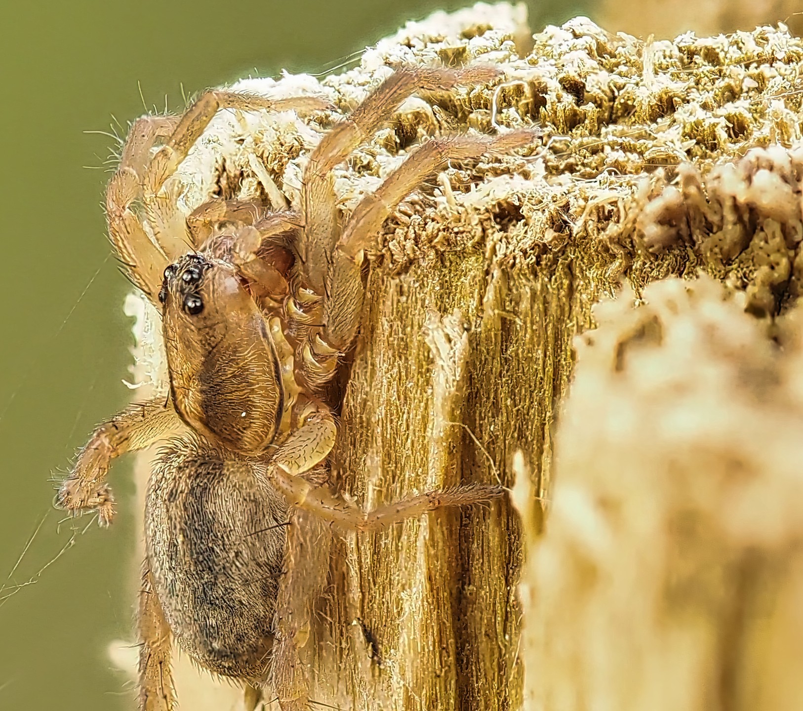 Running Spider Philodromus Golden Sandy Brown Hairy Perched Weathered Wood Side View