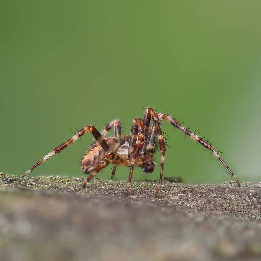 Spider Araneus Brown Mottled Bristled Legs Lichen Bark Green Bokeh Frontal