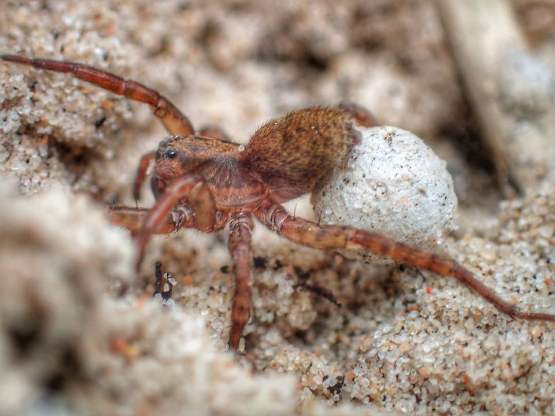 Wolf Spider Pardosa Brown Carrying White Egg Sac Sandy Ground