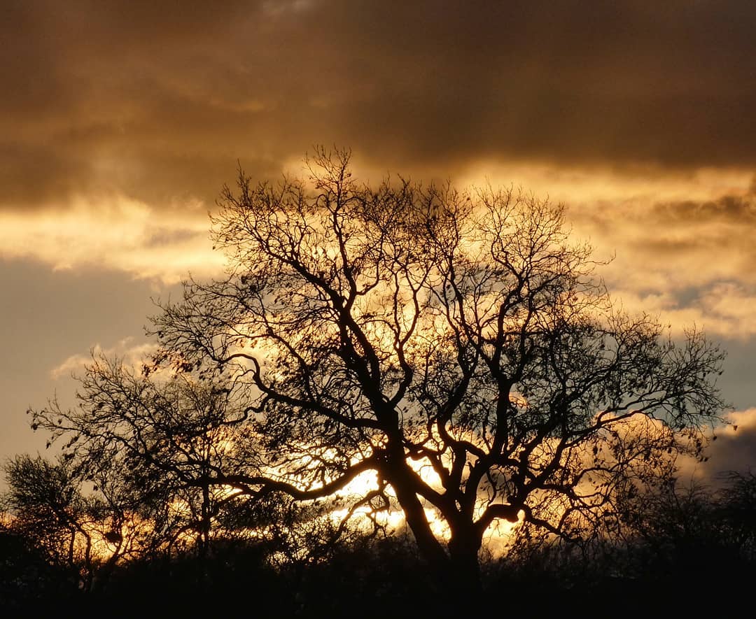 Dramatic Sunset Golden Orange Silhouetted Bare Oak Tree Storm Clouds