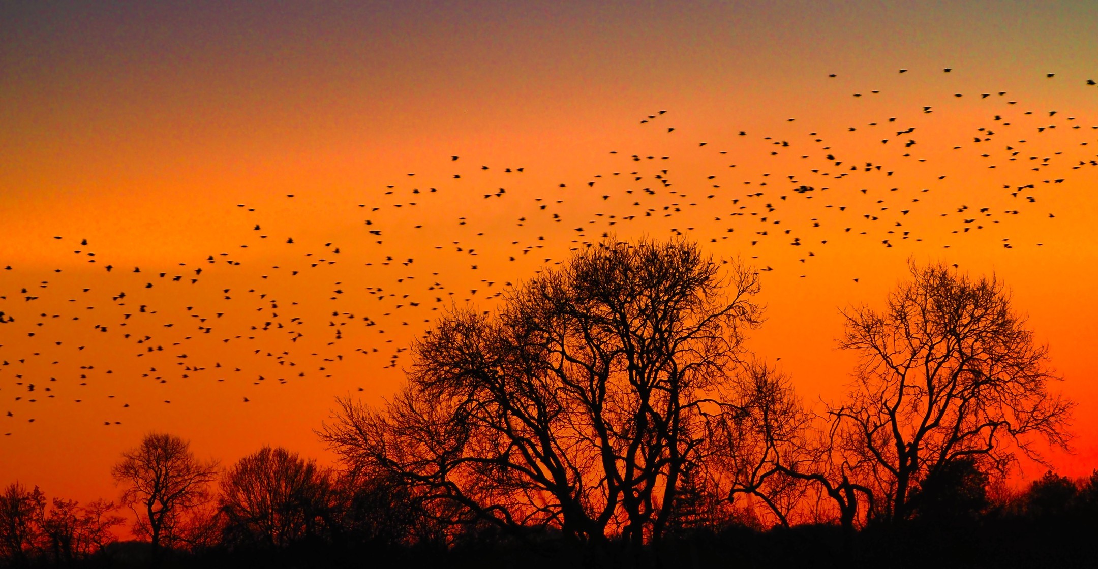 Starling Murmuration Silhouetted Bare Winter Trees Vivid Orange Sunset Sky